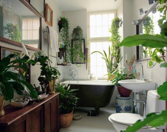 bathroom plants feature
