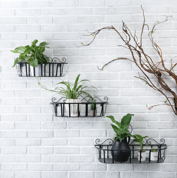 wall shelves of plants
